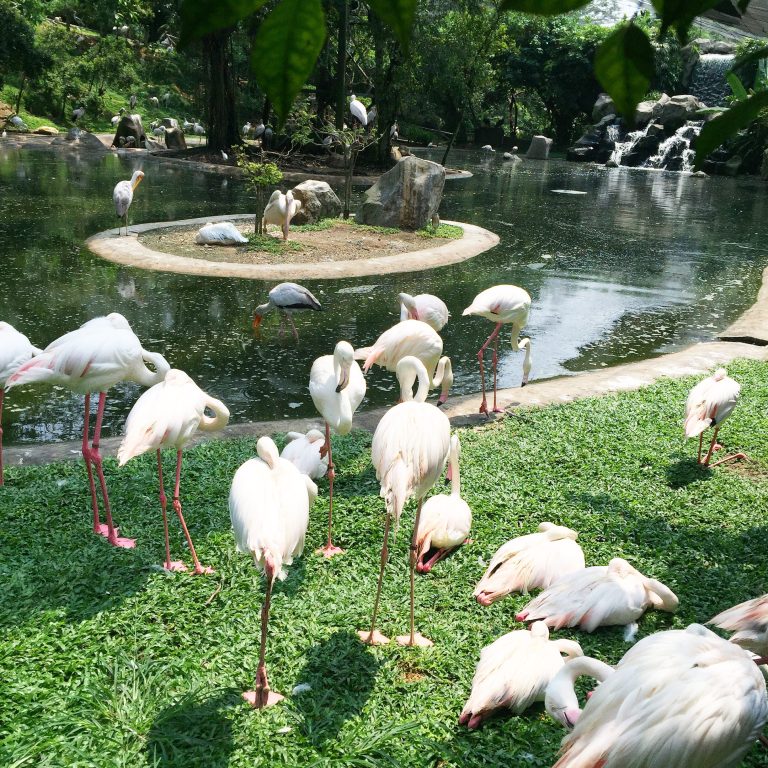 Lawatan ke Taman Burung Kuala Lumpur